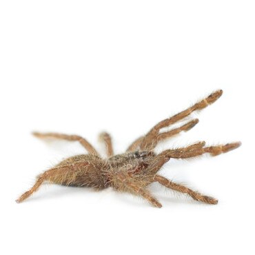 Featherleg Baboon Tarantula
